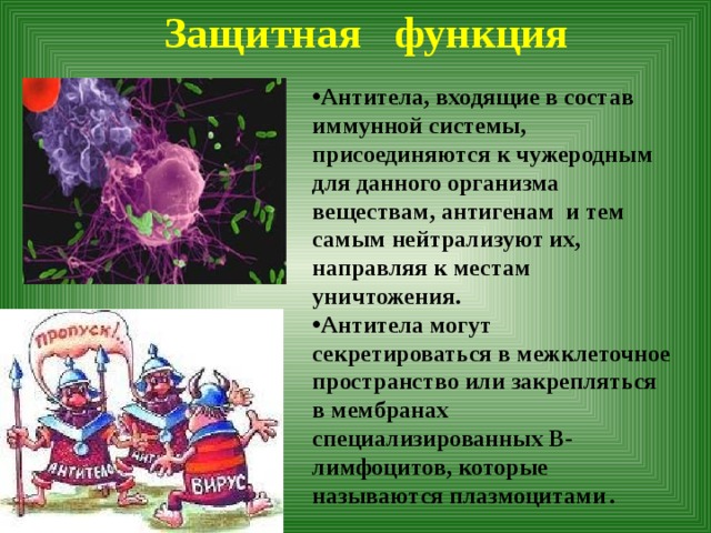 Какие структуры молекул белка способны нарушаться. Защитная функция белков антитела. Защитная функция белковой молекулы. Антитела уничтожающие чужеродные тела и вещества выделяются.