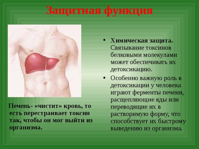 Защитная функция Химическая защита. Связывание токсинов белковыми молекулами может обеспечивать их детоксикацию. Особенно важную роль в детоксикации у человека играют ферменты печени, расщепляющие яды или переводящие их в растворимую форму, что способствует их быстрому выведению из организма.  Печень- «чистит» кровь, то есть перестраивает токсин так, чтобы он мог выйти из организма.