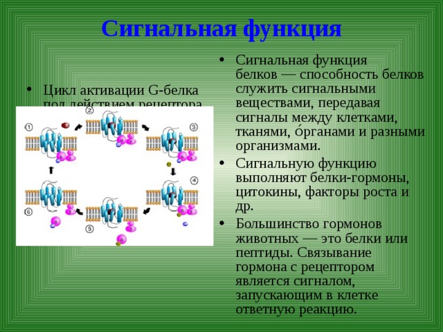 Сигнальная функция