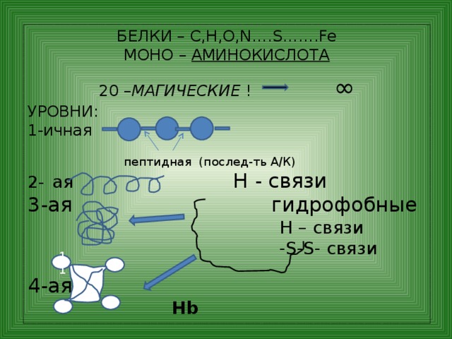 БЕЛКИ – C,H,O,N….S…….Fe МОНО – АМИНОКИСЛОТА 20 – МАГИЧЕСКИЕ ! ∞ УРОВНИ: 1-ичная  пептидная (послед-ть А/К) 2-  ая  Н - связи 3-ая  гидрофобные  Н – связи  -S-S- связи 4-ая  Hb 11