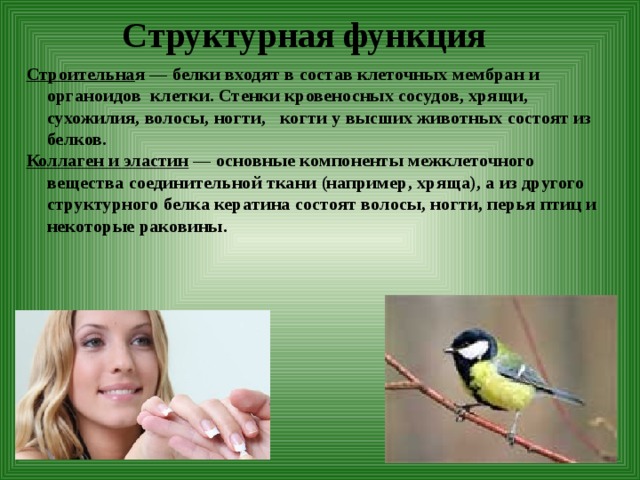 Структурная функция   Строительна я — белки входят в состав клеточных мембран и органоидов клетки. Стенки кровеносных сосудов, хрящи, сухожилия, волосы, ногти, когти у высших животных состоят из белков. Коллаген и эластин  — основные компоненты межклеточного вещества соединительной ткани (например, хряща), а из другого структурного белка кератина состоят волосы, ногти, перья птиц и некоторые раковины.