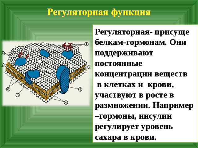 Регуляторная функция