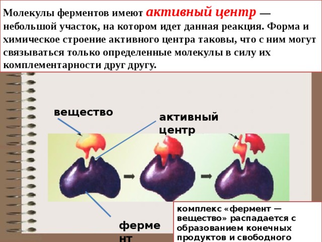 Молекула фермента