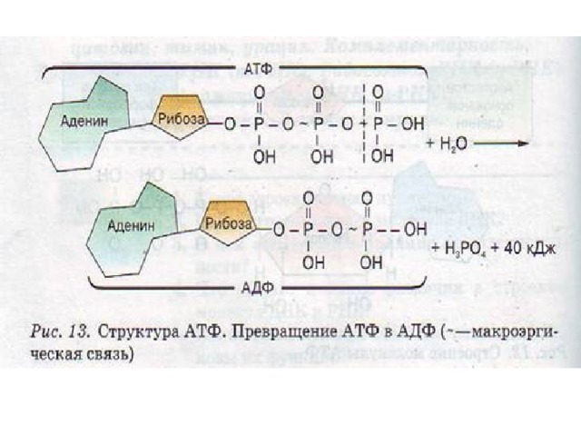 Процесс образования молекул атф