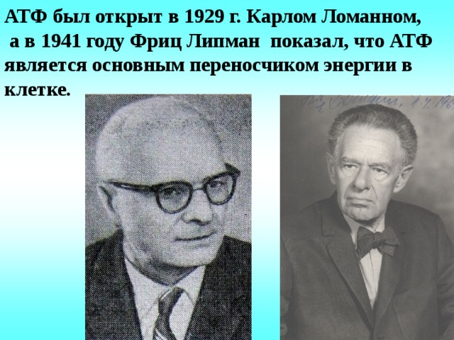 АТФ был открыт в 1929 г. Карлом Ломанном,  а в 1941 году Фриц Липман  показал, что АТФ является основным переносчиком энергии в клетке.