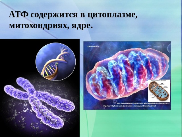 АТФ содержится в цитоплазме, митохондриях, ядре.