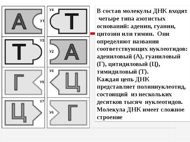 В состав молекулы днк входит