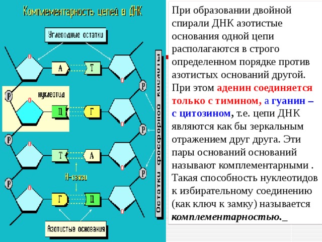 Молекула днк содержит азотистые