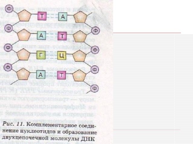 Называются комплементарными нуклеотиды. В двухцепочечной молекуле ДНК. Схема двухцепочечной ДНК. Комплементарность нуклеотидов. Двухцепочечная молекула ДНК схема.