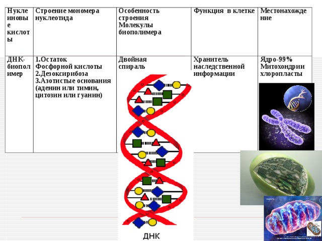 Биополимер содержащий нуклеотиды с тимином. Строение биополимера ДНК. Особенности строения молекулы ДНК. Биополимеры роль в клетке. Особенности строения молекулы биополимера ДНК.