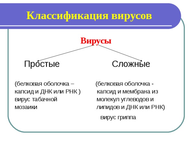 Классификация вирусов Вирусы   Простые  Сложные   (белковая оболочка – (белковая оболочка - капсид и ДНК или РНК ) капсид и мембрана из вирус табачной молекул углеводов и мозаики липидов и ДНК или РНК)  вирус гриппа