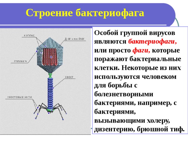 Наследственный аппарат бактериофага. Строение вируса бактериофага. Вирус бактериофаг вирус уничтожающий бактерии. Бактериофаг царство. Бактериофаг функции структур.