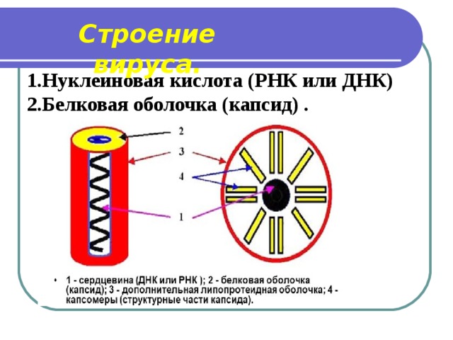 Строение вируса. 1.Нуклеиновая кислота (РНК или ДНК) 2.Белковая оболочка (капсид) .