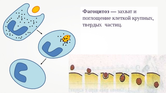 Фагоцитоз — захват и поглощение клеткой крупных, твердых частиц.
