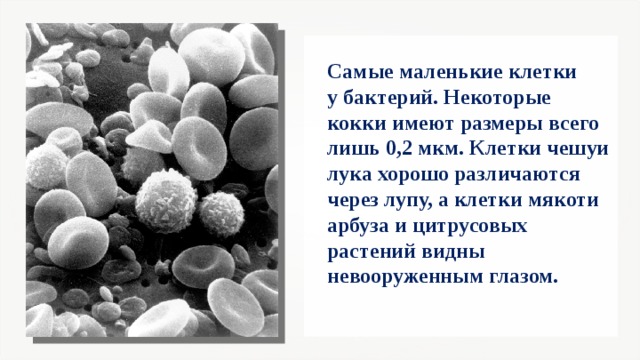 Самые маленькие клетки у бактерий. Некоторые кокки имеют размеры всего лишь 0,2 мкм. Клетки чешуи лука хорошо различаются через лупу, а клетки мякоти арбуза и цитрусовых растений видны невооруженным глазом.