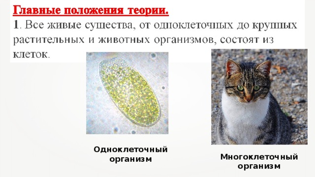 Одноклеточный организм Многоклеточный организм