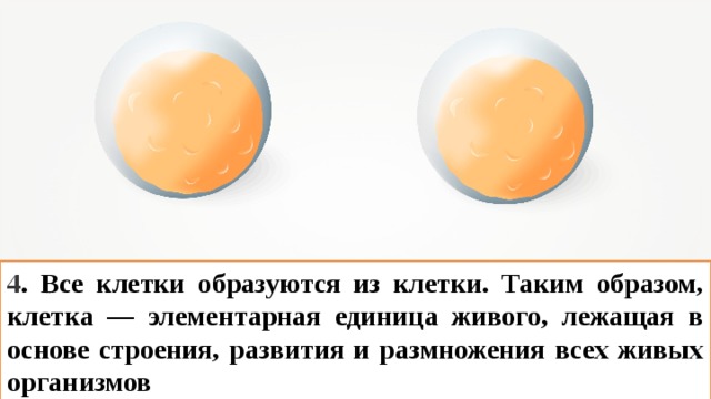 4 . Все клетки образуются из клетки. Таким образом, клетка — элементарная единица живого, лежащая в основе строения, развития и размножения всех живых организмов