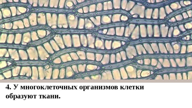 4. У многоклеточных организмов клетки образуют ткани.