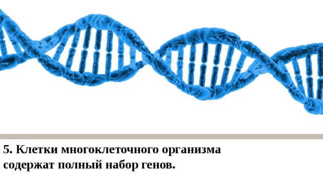 5. Клетки многоклеточного организма содержат полный набор генов.