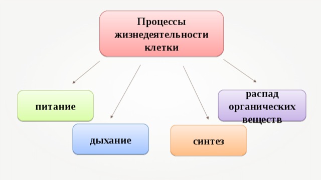 Какие процессы жизнедеятельности протекают в клетках. Процессы жизнедеятельности клетки 5 класс биология. Процессы жизнедеятельности клетки 5 класс. Процессы жизнедеятельности клетки 6 класс биология. Жизнедеятельность клетки процессы жизнедеятельности.