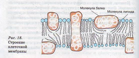 Строение мембраны клетки рисунок