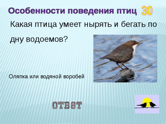 Птица умеющая писать