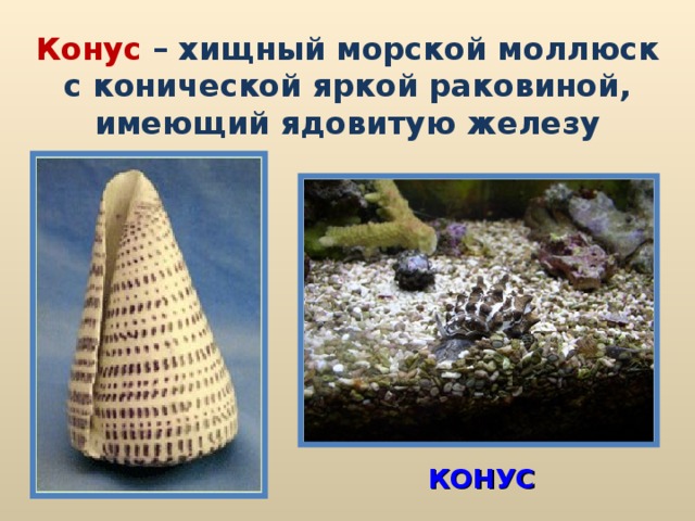 Конус – хищный морской моллюск с конической яркой раковиной, имеющий ядовитую железу КОНУС
