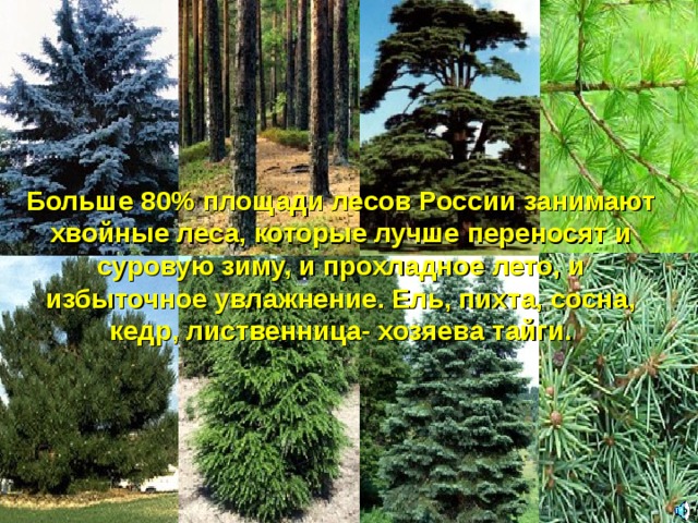 Больше 80% площади лесов России занимают хвойные леса, которые лучше переносят и суровую зиму, и прохладное лето, и избыточное увлажнение. Ель, пихта, сосна, кедр, лиственница- хозяева тайги. 