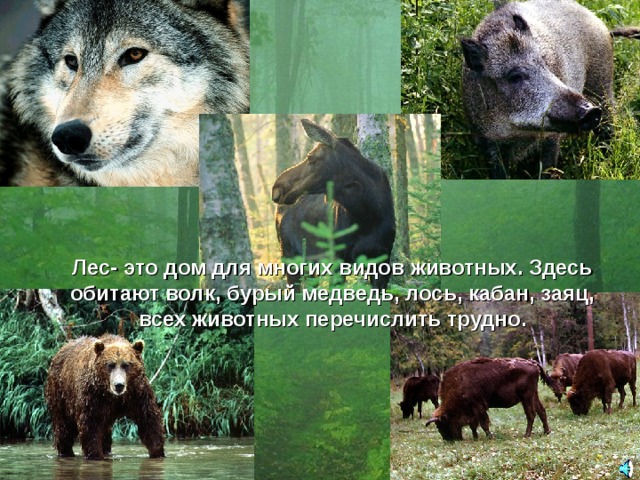 Лес- это дом для многих видов животных. Здесь обитают волк, бурый медведь, лось, кабан, заяц, всех животных перечислить трудно. 
