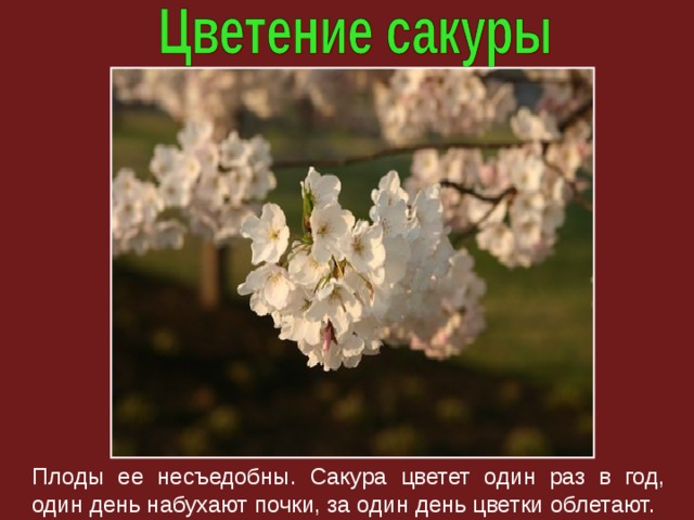 Плоды ее несъедобны. Сакура цветет один раз в год, один день набухают почки, за один день цветки облетают. 