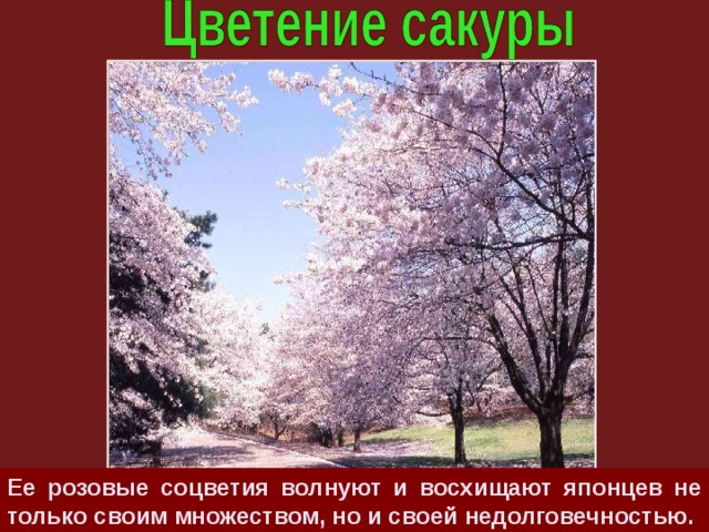 Ее розовые соцветия волнуют и восхищают японцев не только своим множеством, но и своей недолговечностью. 