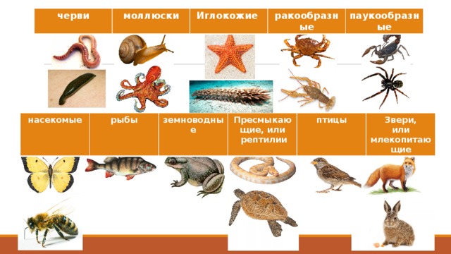 Рыба относится к пресмыкающимся. Земноводные пресмыкающиеся млекопитающие птицы рыбы насекомые. Рыбы земноводные пресмыкающиеся. Птицы земноводные рыбы звери пресмыкающиеся насекомые это животные. Черви моллюски иглокожие ракообразные паукообразные.