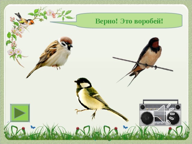 Верно! Это воробей! 