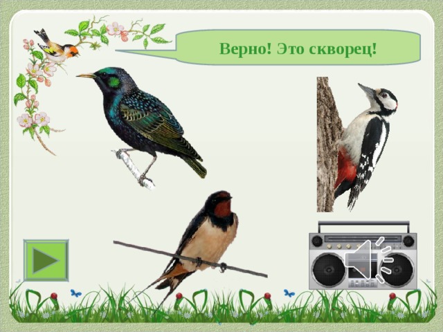 Верно! Это скворец! 