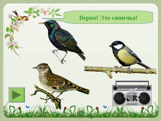 Верно! Это синичка! 