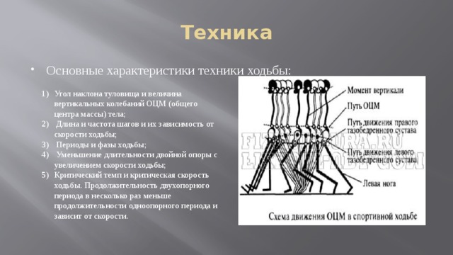 Техника Основные характеристики техники ходьбы: Угол наклона туловища и величина вертикальных колебаний ОЦМ (общего центра массы) тела;  Длина и частота шагов и их зависимость от скорости ходьбы;  Периоды и фазы ходьбы;  Уменьшение длительности двойной опоры с увеличением скорости ходьбы; Критический темп и критическая скорость ходьбы. Продолжительность двухопорного периода в несколько раз меньше продолжительности одноопорного периода и зависит от скорости. 