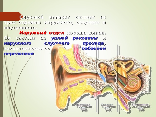  Слуховой аппарат состоит из трех отделов: наружного, среднего и внутреннего.  Наружный отдел хорошо виден. Он состоит их ушной раковины и наружного слухового прохода , заканчивающегося барабанной перепонкой .   
