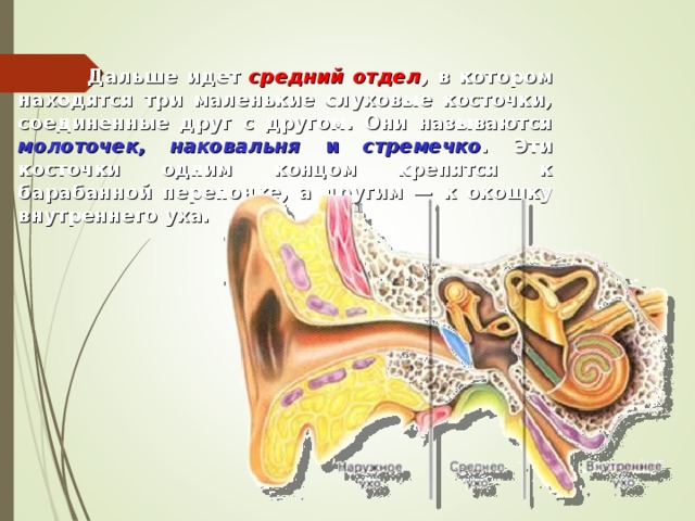  Дальше идет средний отдел , в котором находятся три маленькие слуховые косточки, соединенные друг с другом. Они называются молоточек, наковальня и стремечко . Эти косточки одним концом крепятся к барабанной перепонке, а другим — к окошку внутреннего уха.   