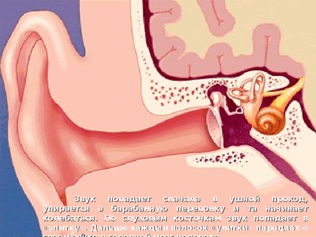  Звук попадает сначала в ушной проход, упирается в барабанную перепонку и та начинает колебаться. По слуховым косточкам звук попадает в «улитку». Дальше каждый волосок «улитки» передает о своем звуке в головной мозг человека.   