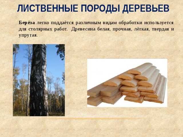 Лиственные породы деревьев  Берёза легко поддаётся различным видам обработки используется для столярных работ. Древесина белая, прочная, лёгкая, твердая и упругая.  
