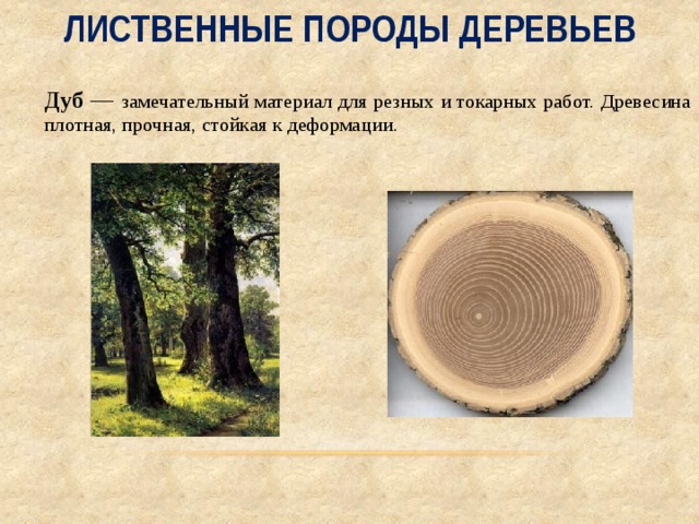 Лиственные породы деревьев  Дуб — замечательный материал для резных и токарных работ. Древесина плотная, прочная, стойкая к деформации. 