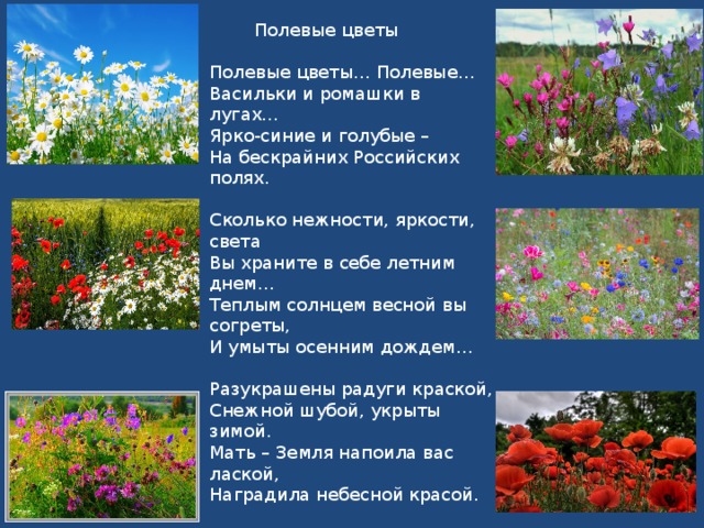Полевых цветочков песня. Информация про полевые цветы. Рассказать о полевых цветах. Презентация полевые цветы. Полевые цветы стих.