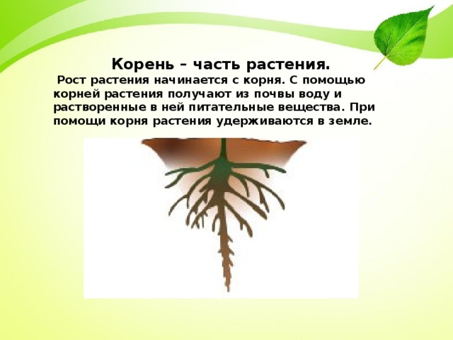 Растительный корень слова. Корни растений. Части корня растения. Корень нужен растению для. Корень растения для детей.