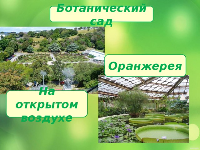 Ботанический сад Оранжерея На открытом воздухе 