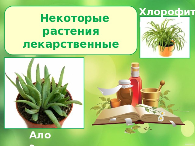 Хлорофитум  Некоторые растения лекарственные Алоэ 