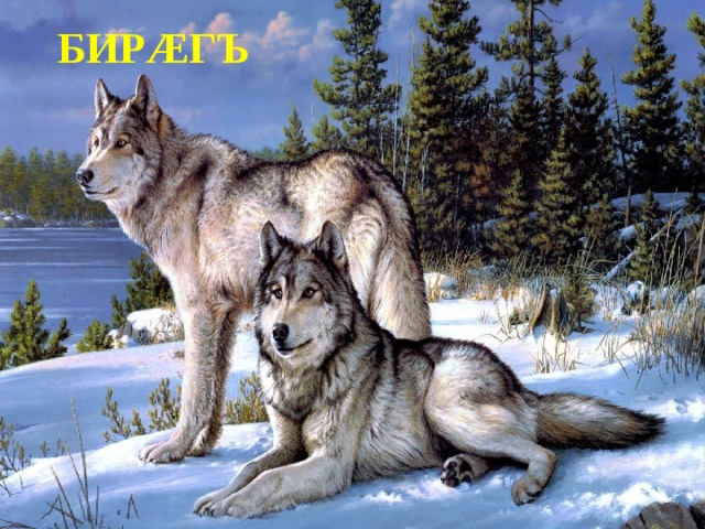 БИРÆГЪ 