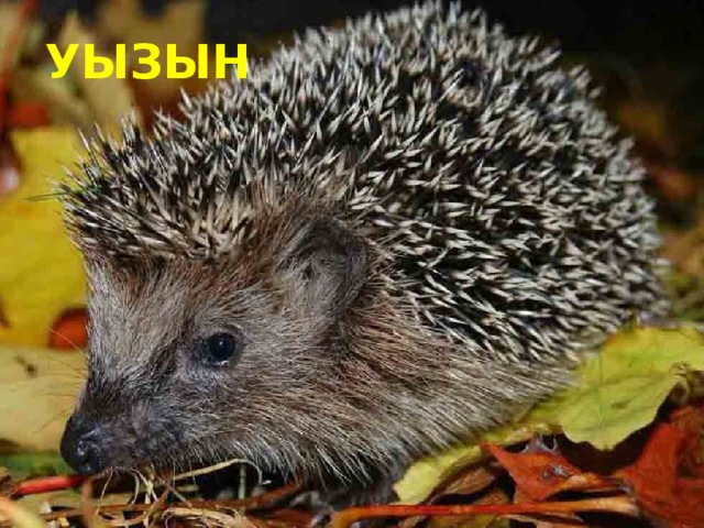УЫЗЫН 