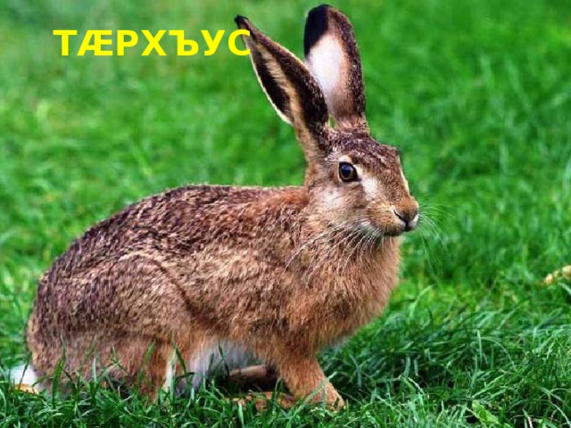 ТÆРХЪУС 