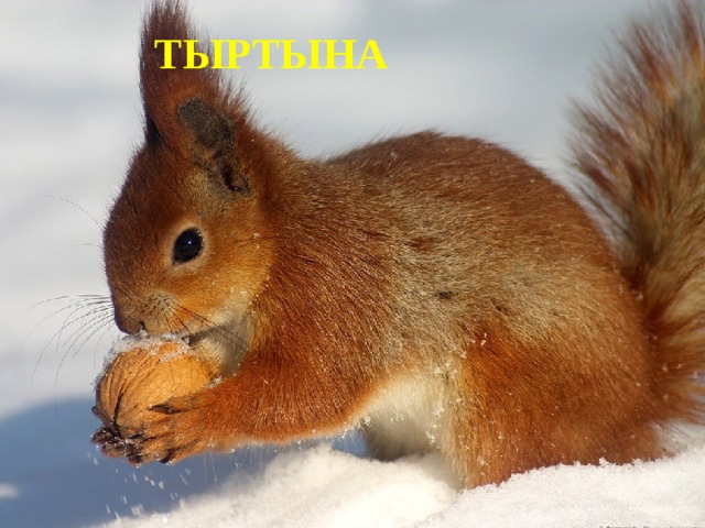 ТЫРТЫНА 