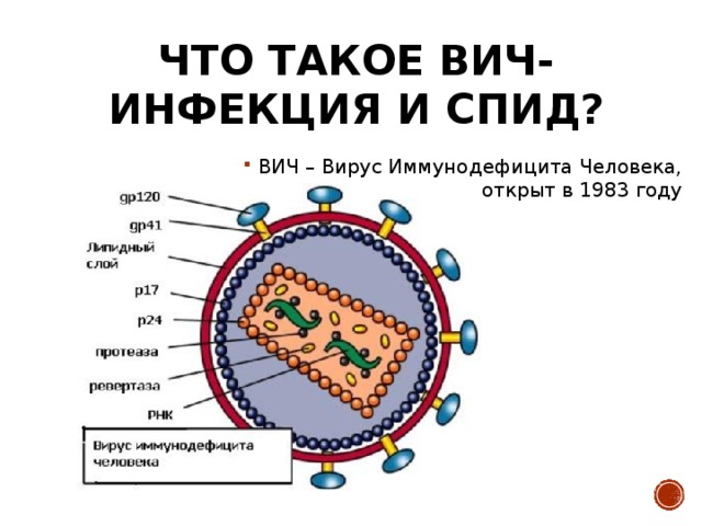 СПИД. Сколько живет ВИЧ вне организма. Вирус ВИЧ ОГЭ.